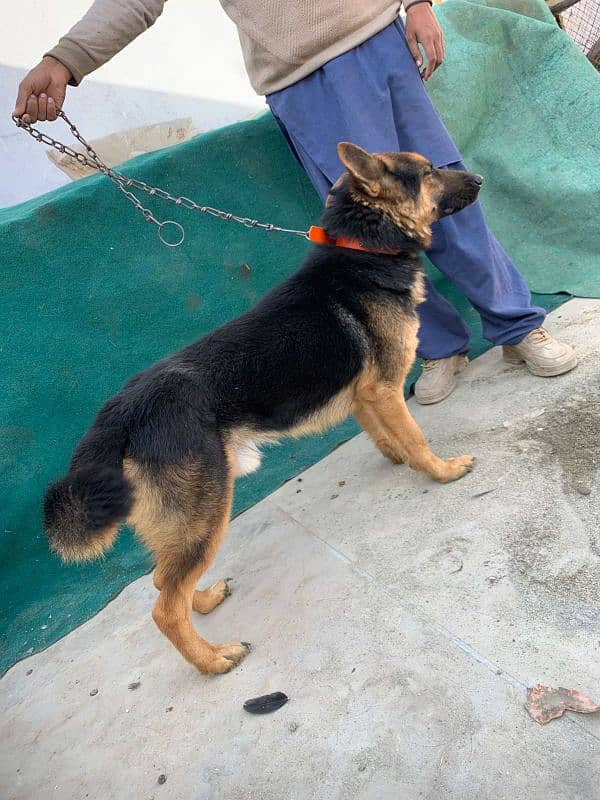 German Shepherd dog |pair male female |Urgent Sale 3