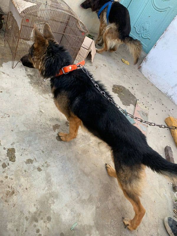 German Shepherd dog |pair male female |Urgent Sale 5