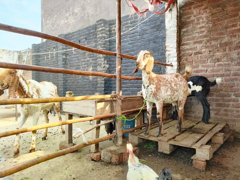 2 Goats for Sale 2