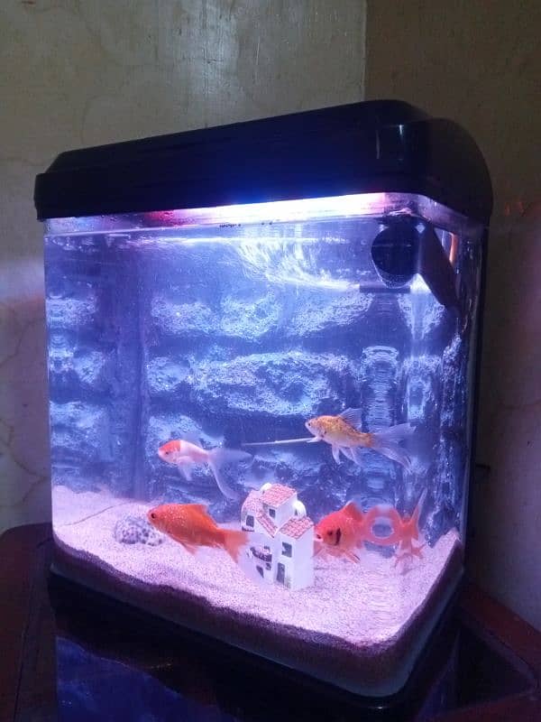 imported aquarium for sale good condition 2 feet size 03078126036 3