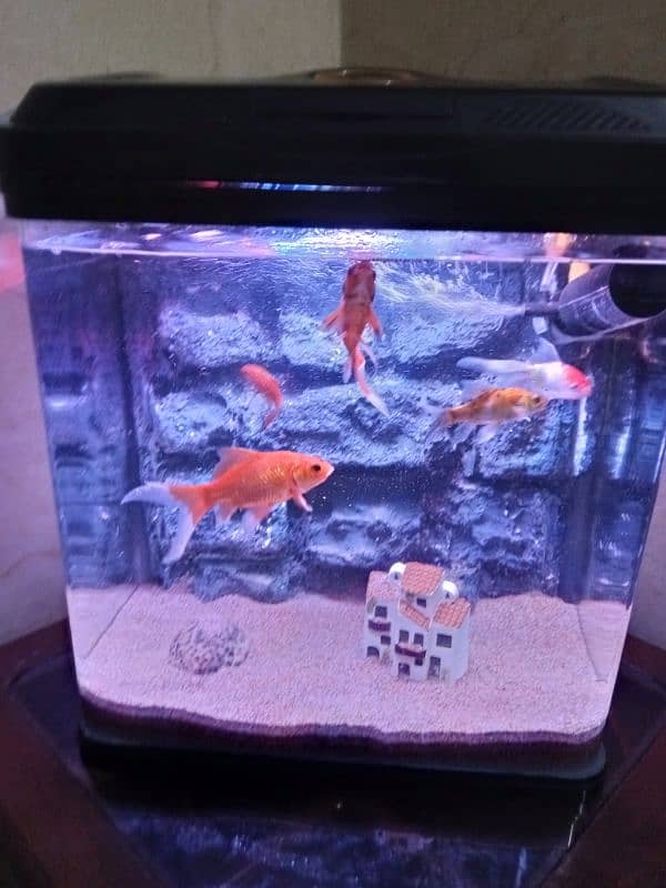 imported aquarium for sale good condition 2 feet size 03078126036 4