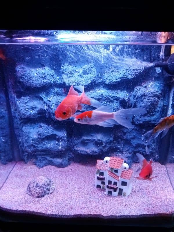 imported aquarium for sale good condition 2 feet size 03078126036 5