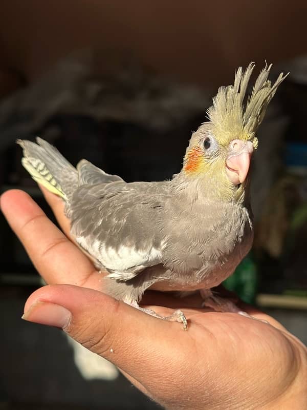 Beautiful eno cocktail red eye |Nail,Tail,Fly all ok |Fully covered 4