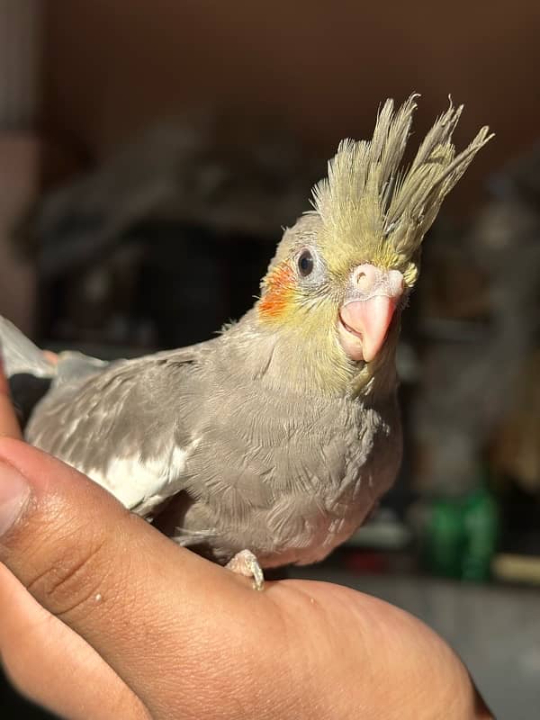 Beautiful eno cocktail red eye |Nail,Tail,Fly all ok |Fully covered 5