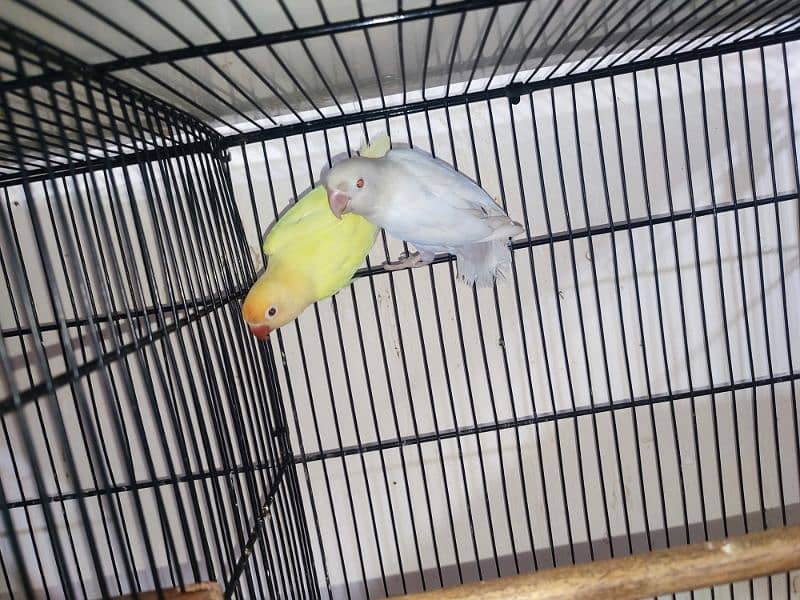 Love Birds Breeder Pair with chicks and eggs/cages 2