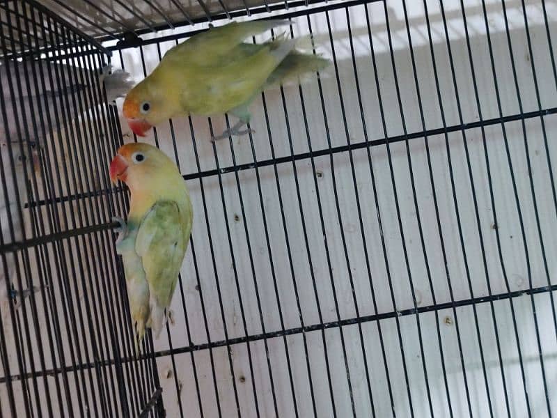 Love Birds Breeder Pair with chicks and eggs/cages 1