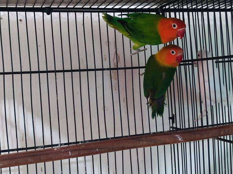 Love Birds Breeder Pair with chicks and eggs/cages 4