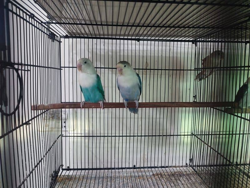 Love Birds Breeder Pair with chicks and eggs/cages 5