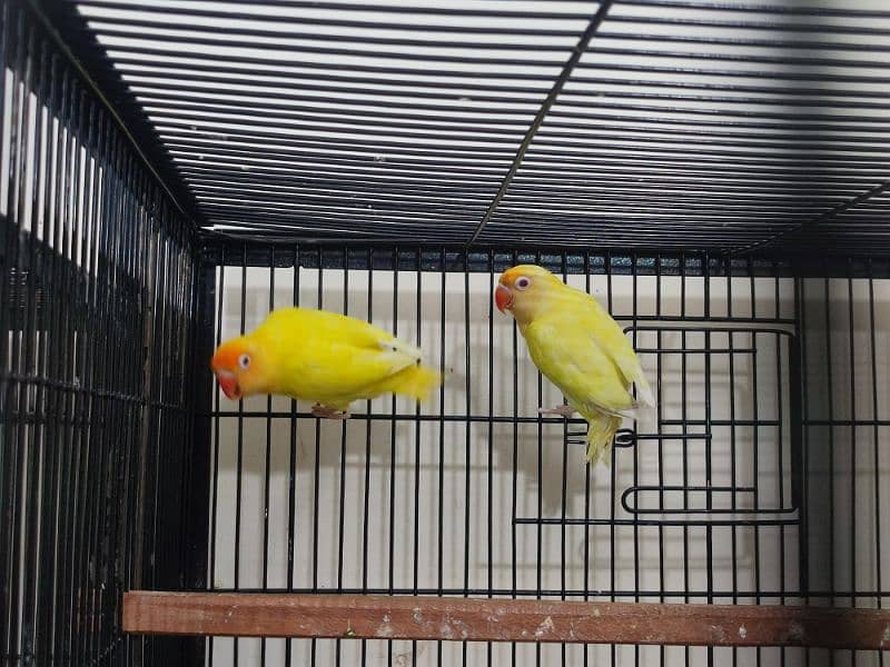 Love Birds Breeder Pair with chicks and eggs/cages 6