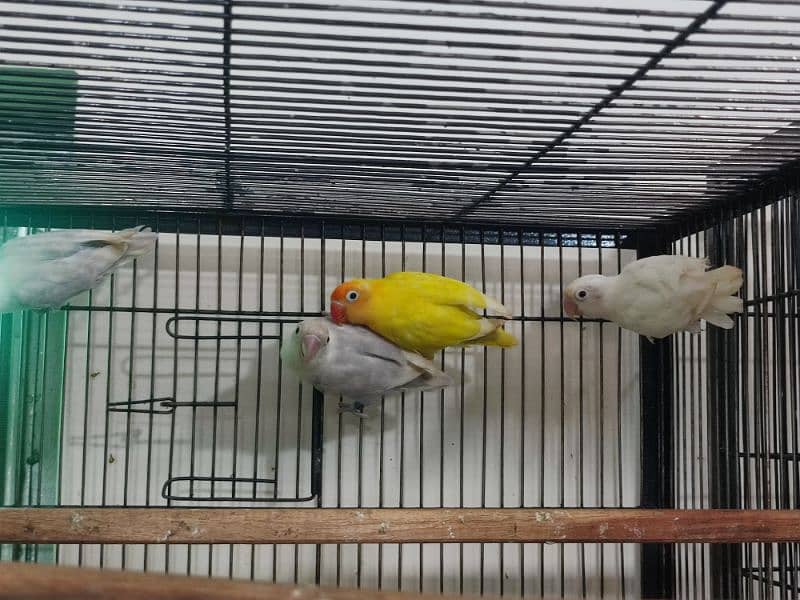 Love Birds Breeder Pair with chicks and eggs/cages 8