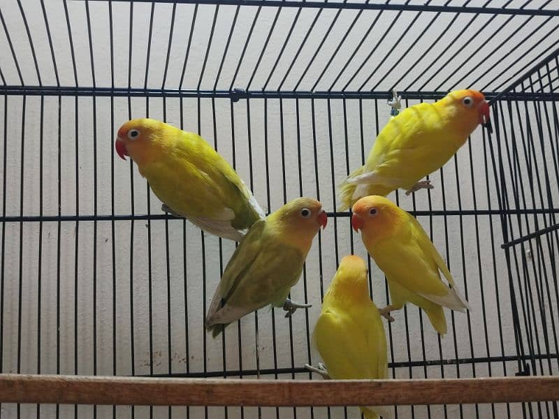 Love Birds Breeder Pair with chicks and eggs/cages 9