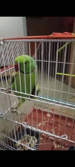 green parrot male face to face talking