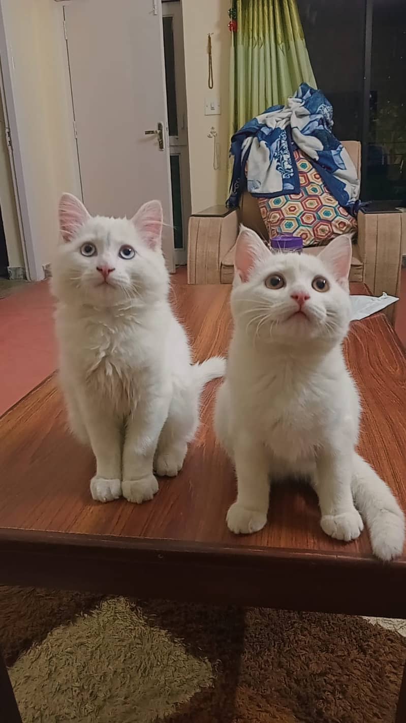 Persian 2 x male cats of 4 months 0