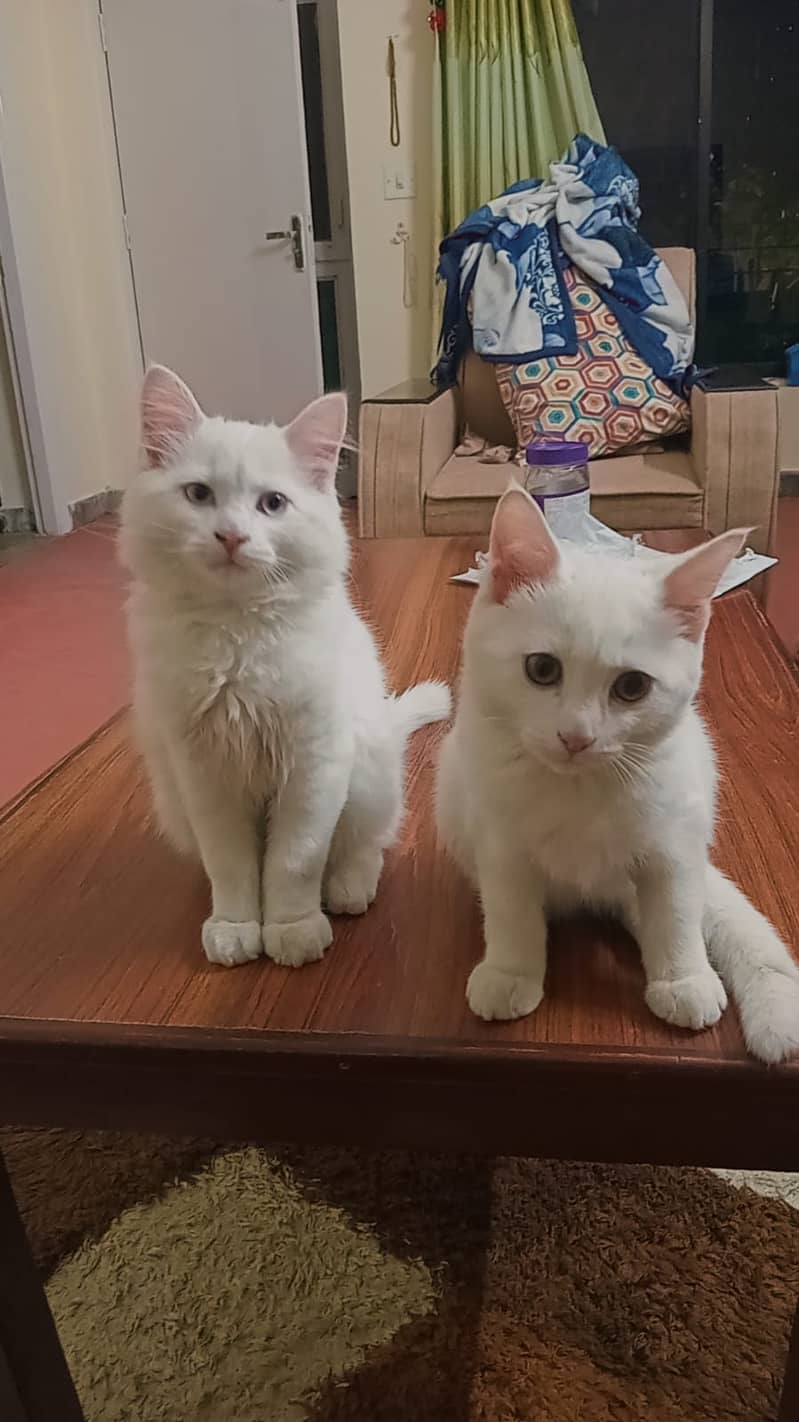 Persian 2 x male cats of 4 months 1