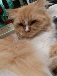 Persian cat