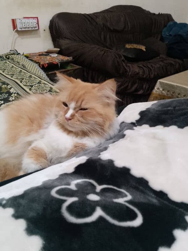 Persian cat 3