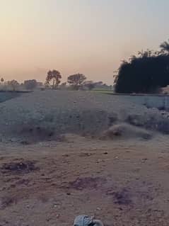 Makki ka khula tiyar silage for sale