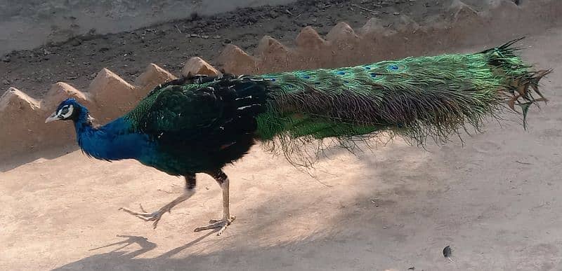 peacock For sale 1