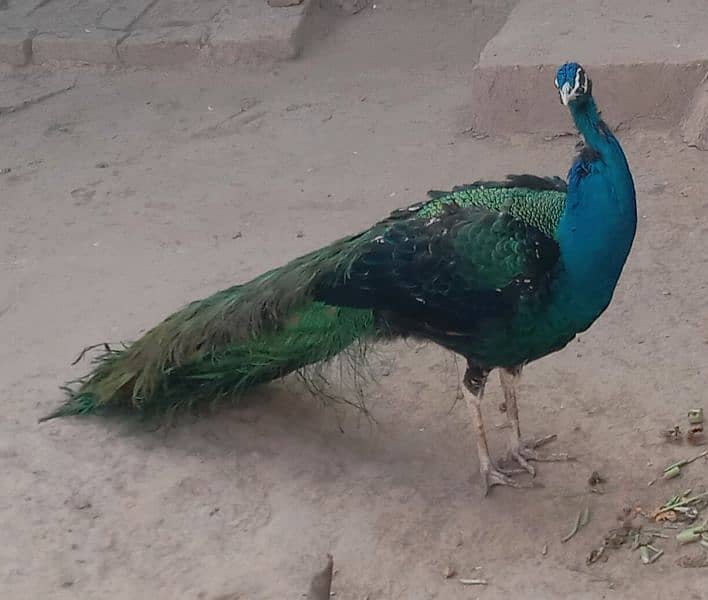 peacock For sale 2