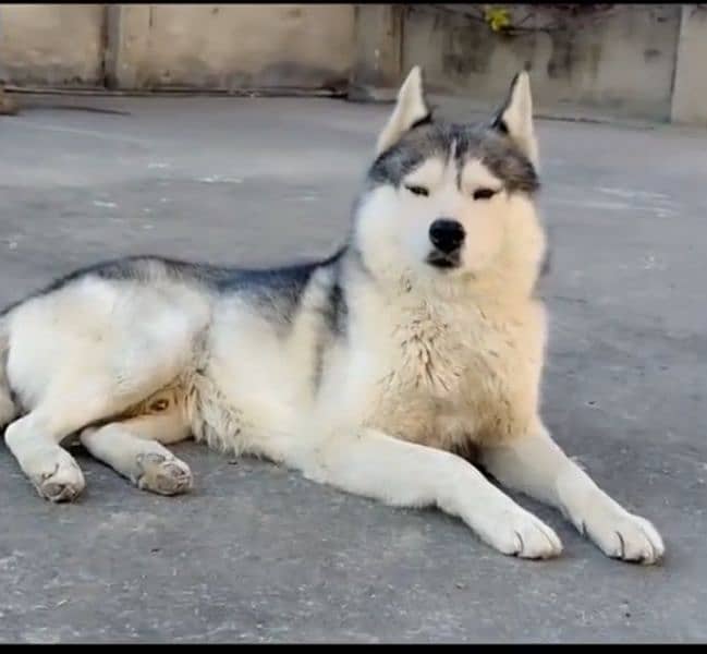 Siberian husky 0