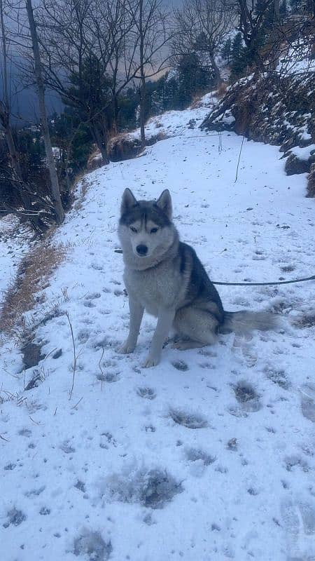 Siberian husky 1