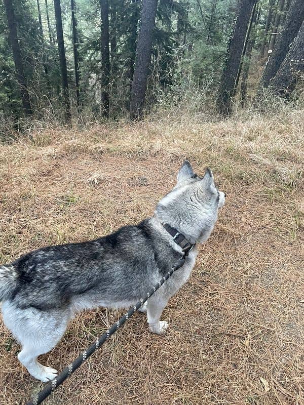 Siberian husky 2