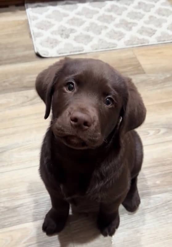 chocolate labrador puppy 0