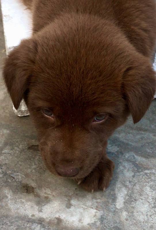 chocolate labrador puppy 1