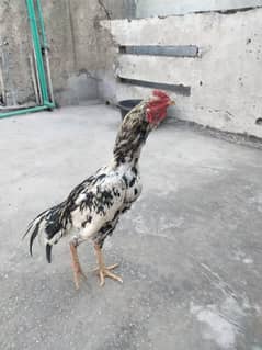 Aseel cock and hen for sale