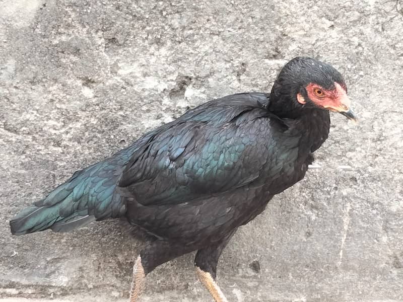 Aseel cock and hen for sale 4