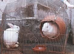 red yes and Full white rabbit breeder pair