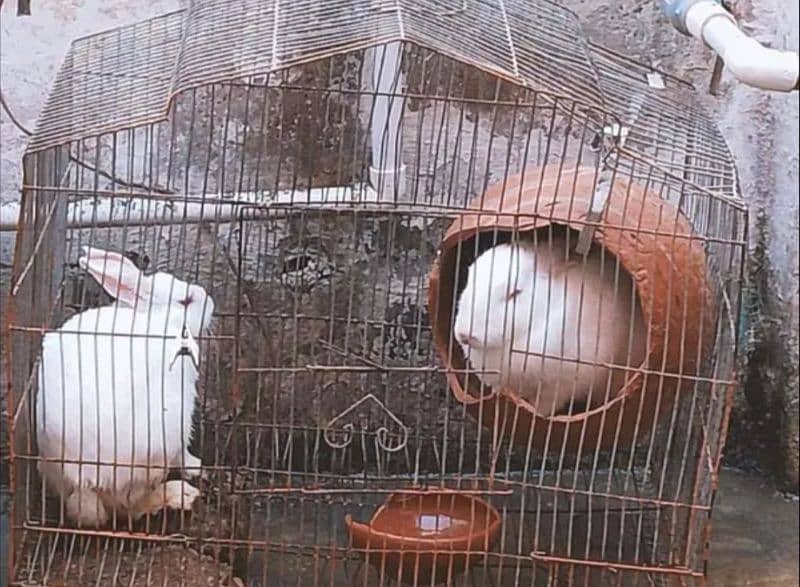 red yes and Full white rabbit breeder pair 0