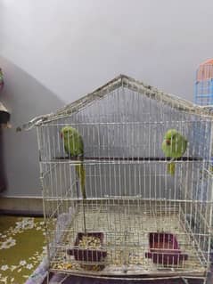 parrots