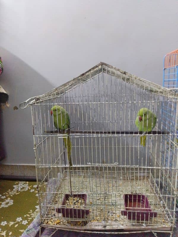 parrots 0