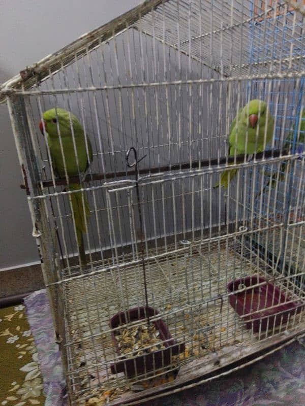 parrots 1