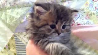 teddy bear kitten fluffy structure