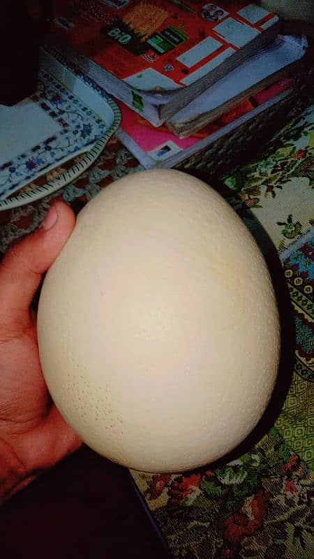 Ostrich egg(Non-fertile) 0