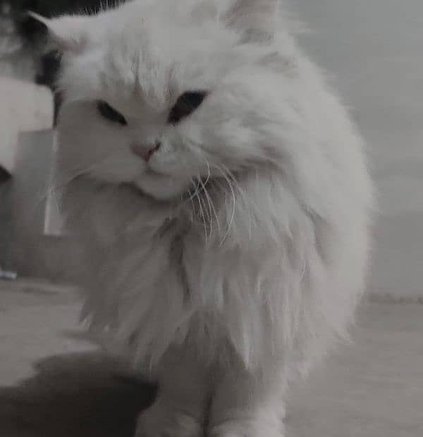 Persian cat with odd eyes for sale 0