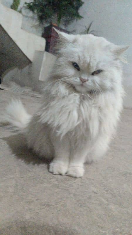 Persian cat with odd eyes for sale 1