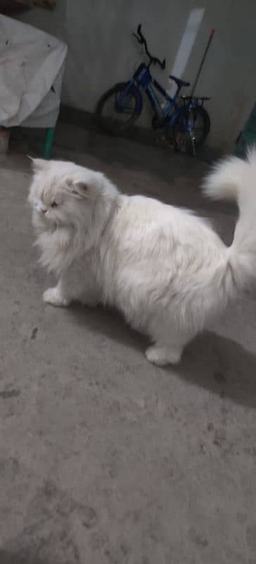 Persian cat with odd eyes for sale 2