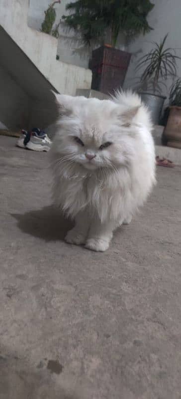 Persian cat with odd eyes for sale 3