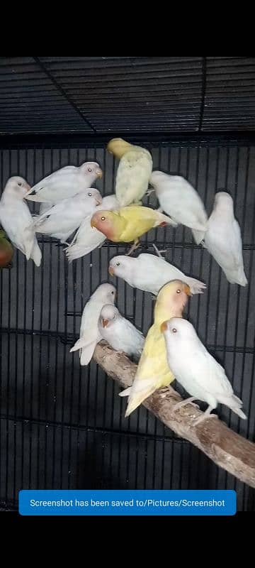 bird for sale 2