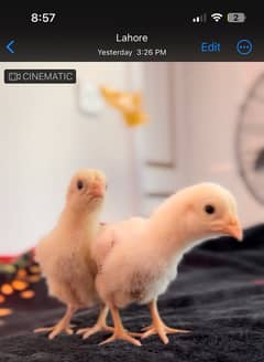 Shamo Chicks | hen | Shamo Black | birdzoo | Aseel | Fancy Bird