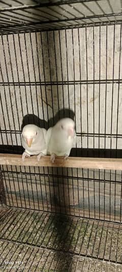 Albino red eye breeder pair urgent sale