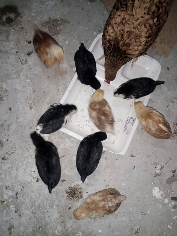 English game Chicks available 7