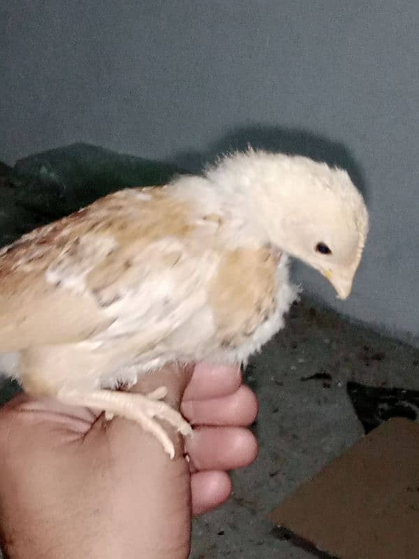 English game Chicks available 9