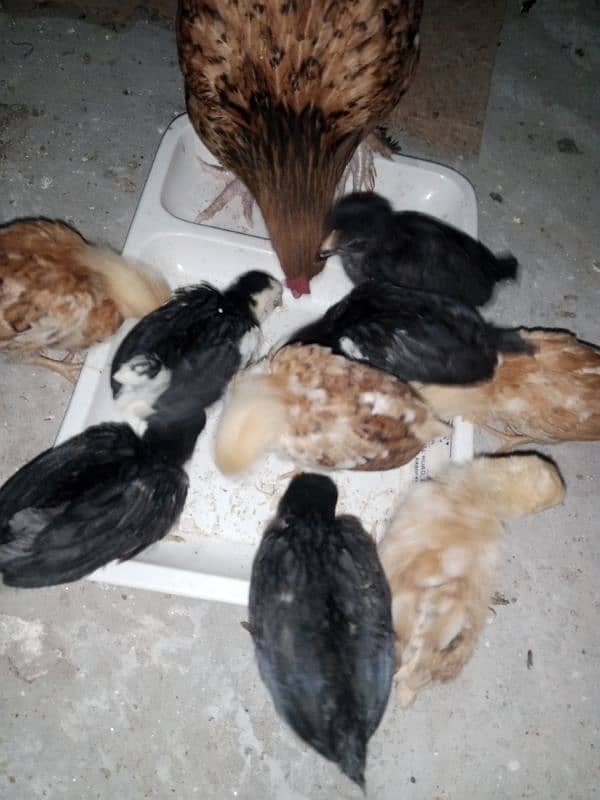 English game Chicks available 12