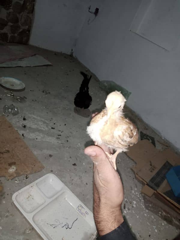 English game Chicks available 13