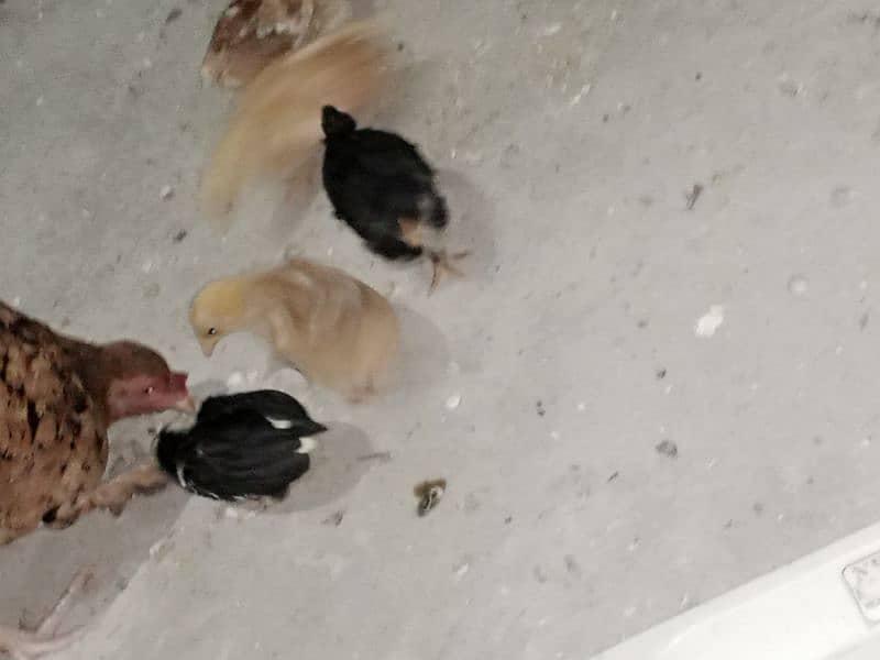 English game Chicks available 15