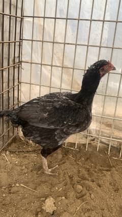 aseel hen breeder